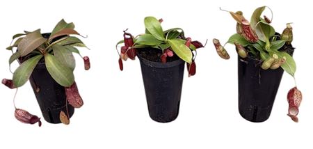 Nepenthes Monkey Jars Mix (hoge Pot)