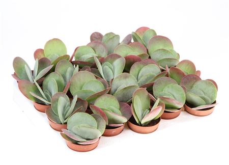 Kalanchoe Thyrsiflora Red Lips