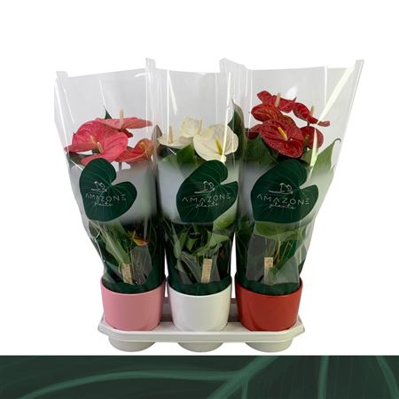 Anth An Mix Ceramic (amazone)