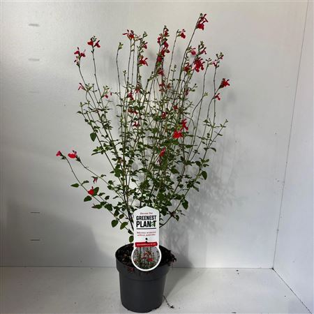 Salvia Microphylla Hot Lips