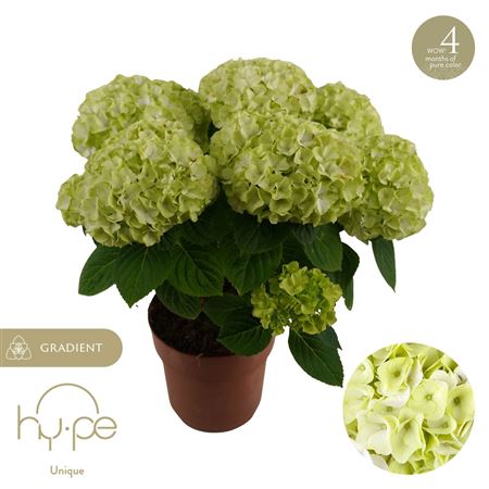 Hydrangea Ma Hi Hailstone 7+ (hy-pe)