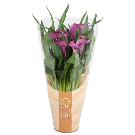 Zantedeschia Purple In Sleeve