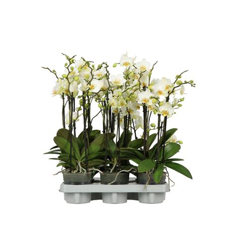 Phal 2st Flora A2 White  (opti)