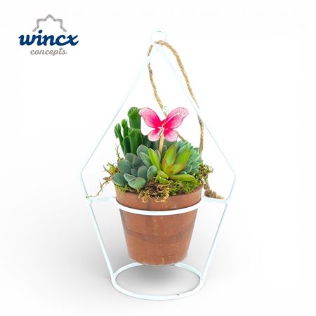 Concepts® - Terravyn Succulents