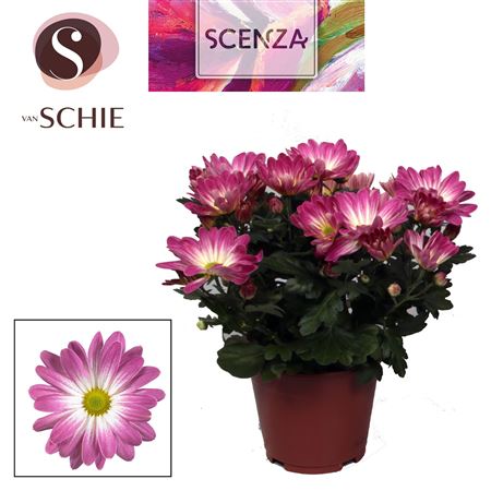 Chrys Magarita Bicolor Pink Secret (scenza)