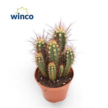 Neocardinazia Herzogiana