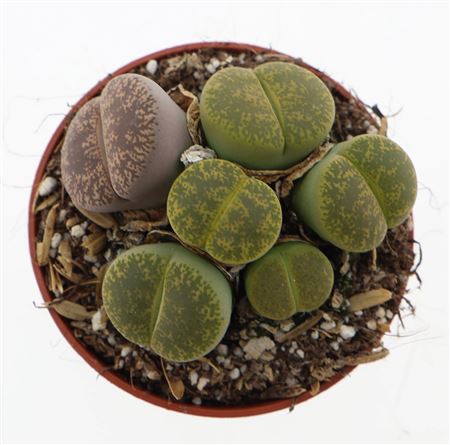 Lithops Leslie