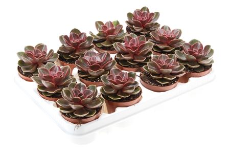 Echeveria Magic Parel