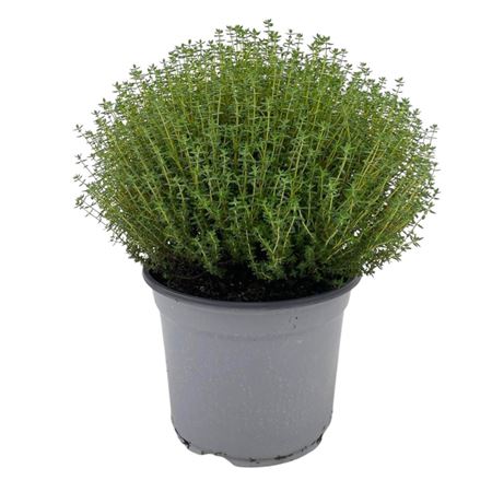Thymus Vulgaris Faustini Bush