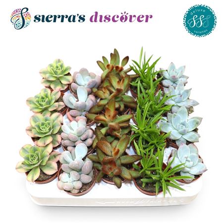 Succulent Sevilla Mix