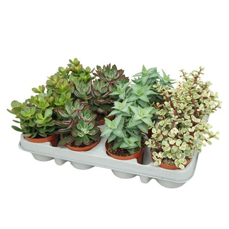 Succulent Mix Pd