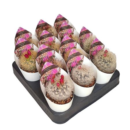 Neoporteria Villosa Potcover