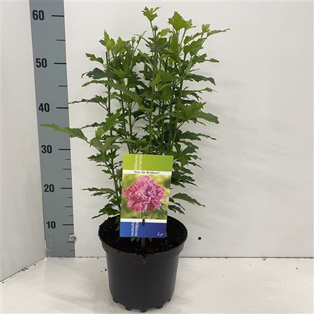 Hibiscus Syr Duc De Brabant