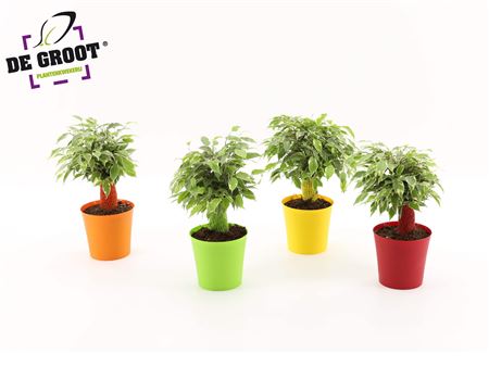 Ficus Be Kinky Ton-sur-ton