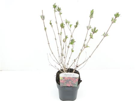 Weigela Flor Nana Purpurea