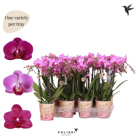 Phal Little Kolibri 3st Violet 40+ (ok)