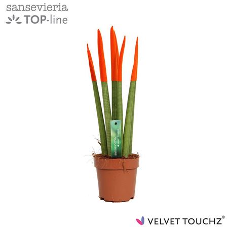 Sansevieria Velvet Orange