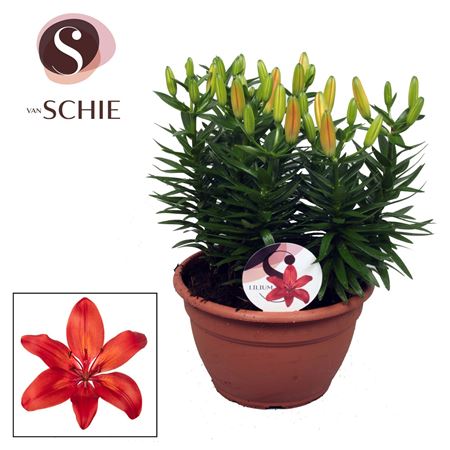Lilium As Matrix Red Bowl 9pp