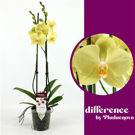 Phal 2st Volterra 16+ (phalaenova)
