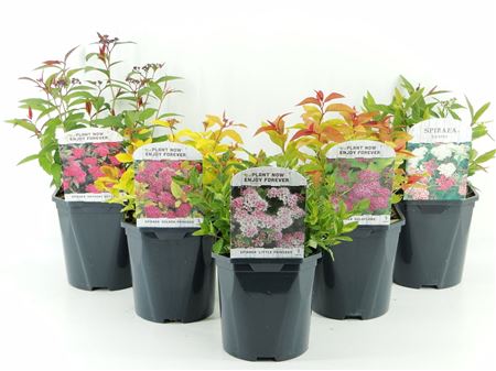 Spiraea Japonica Mix