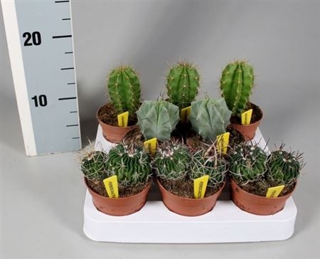 Cactus Mix Luxe On Row + Nametiket