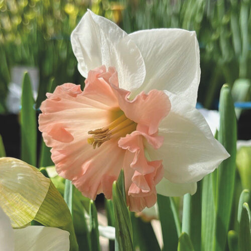 Нарцисс крупнокорончатый Найт Лайф