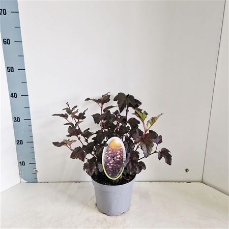 Physocarpus Op Diabolo