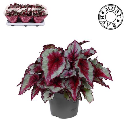 Begonia Rex Caribbean Night