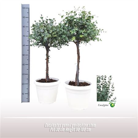 Eucalyptus Gunnii Gevlochten Stam