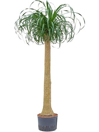 Beaucarnea Recurvata On Stem