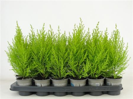 Cupressus Ma Goldcrest Wilma