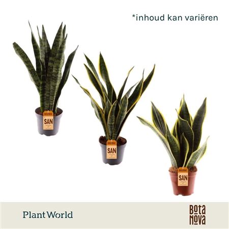 Sansevieria 3-4 Mix