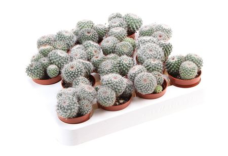 Mammillaria Hahniana