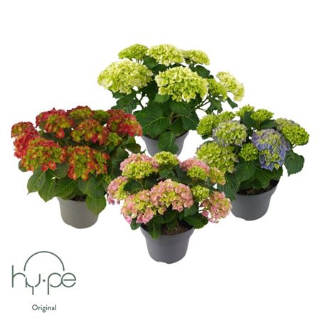 Hydrangea Ma Mix 6+ (hy-pe)