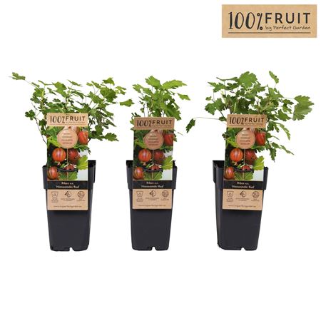 Ribes Uva-crispa Hinnonmäki Röd