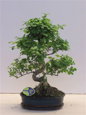 Bonsai Ligustrum Sinensis Shape With Drip Tray