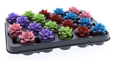 Echeveria Rainbow Purper Mix