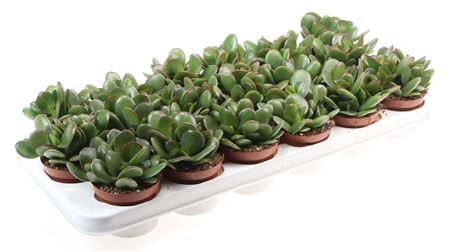 Crassula Ovata Sunset