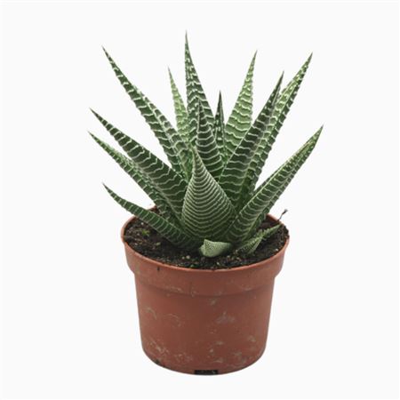 Haworthia Zebra