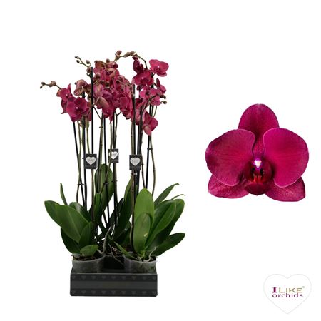 Phal 2st Montreux 12+