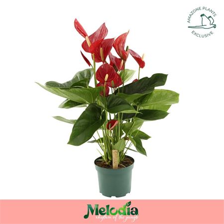 Anth An Melodia 8+ (amazone)