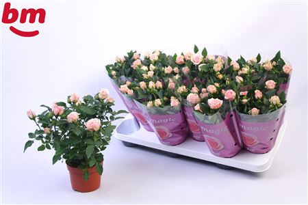Rosa Baby Jewel (bm)