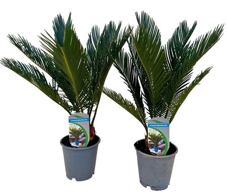 Cycas Revoluta 8+