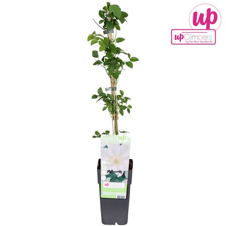 Clematis Guernsey Cream