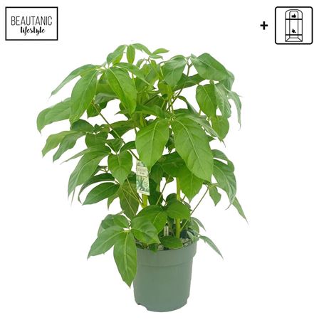 Schefflera Amate Toef