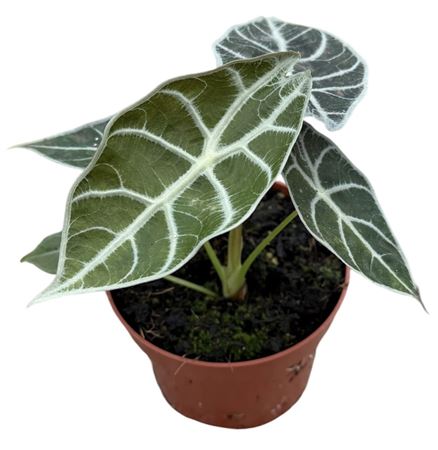 Alocasia Watsoniana Lightning