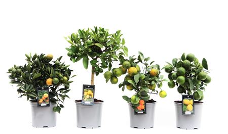 Citrus Mix (4 Sorts)