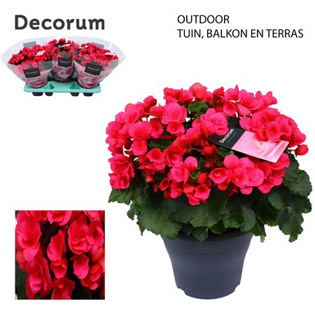 Begonia Betulia Pink (decorum)