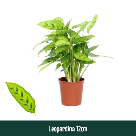 Calathea Leopardina