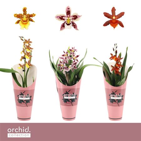 Cambria 1st Mixorchid Collection